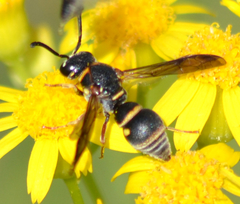 Stenodynerus fundatiformis