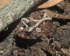 Proceratophrys korekore