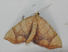 Eulithis diversilineata
