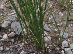 Juncus mertensianus