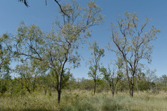 Corymbia polycarpa
