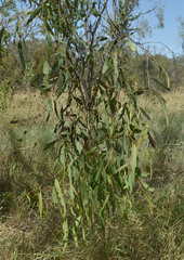 Corymbia polycarpa