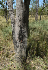 Corymbia polycarpa
