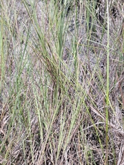 Schizachyrium rhizomatum