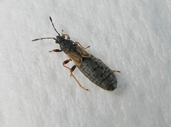 Heteroptera