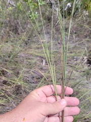 Schizachyrium rhizomatum
