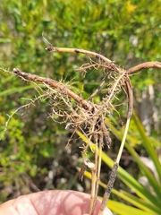 Schizachyrium rhizomatum
