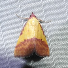 Phytometra rhodarialis