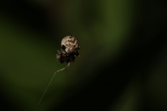 Dipoena melanogaster