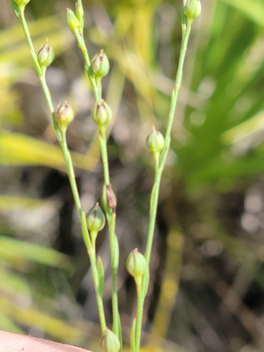 Image of Linum floridanum by (c) Jay Horn, some rights reserved (CC BY)