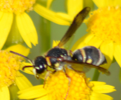 Stenodynerus fundatiformis