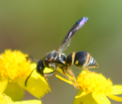 Stenodynerus fundatiformis