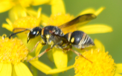 Stenodynerus fundatiformis