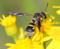 Stenodynerus fundatiformis