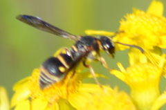 Stenodynerus fundatiformis