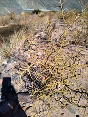 Hualania colletioides