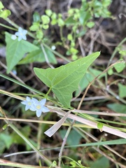 Zehneria cunninghamii