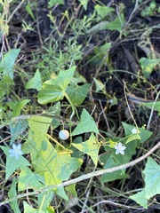 Zehneria cunninghamii