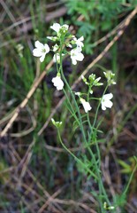 Cardamine dentata