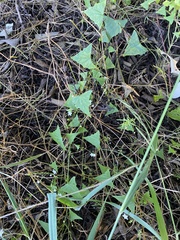 Zehneria cunninghamii