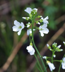 Cardamine dentata