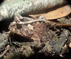 Proceratophrys korekore