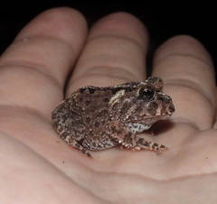 Proceratophrys korekore