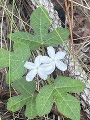 Cnidoscolus stimulosus