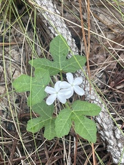 Cnidoscolus stimulosus