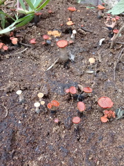 Hypocreodendron sanguineum