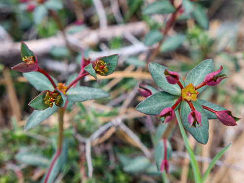 Euphorbia gayi