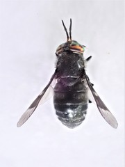 Chrysops ater