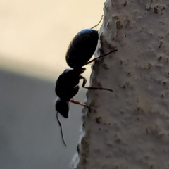 Camponotus herculeanus