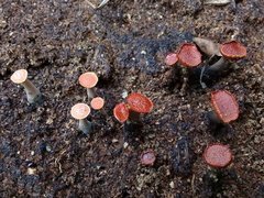 Hypocreodendron sanguineum