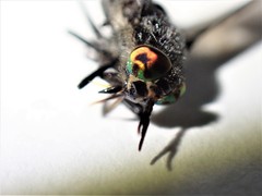 Chrysops ater