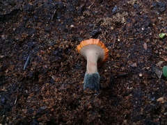 Hypocreodendron sanguineum