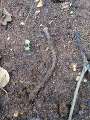 Hypocreodendron sanguineum