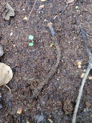 Hypocreodendron sanguineum