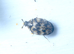 Anthrenus verbasci