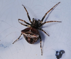 Araneae