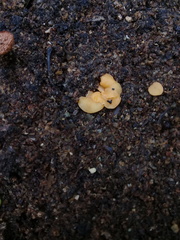 Hypocreodendron sanguineum