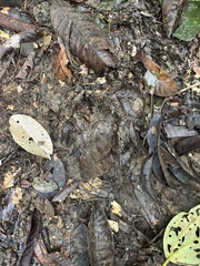 Tapirus terrestris