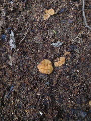 Hypocreodendron sanguineum