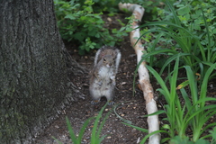 Sciurus carolinensis