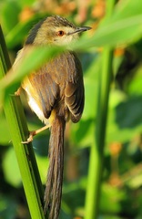 Prinia subflava pondoensis