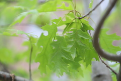 Amphibolips confluenta