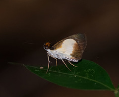 Vettius monacha