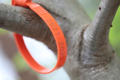 Amphibolips confluenta