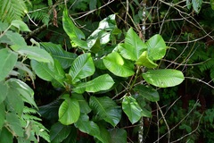 Magnolia sharpii