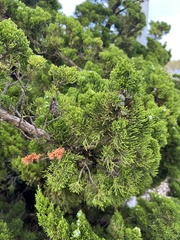 Diaporthe juniperivora